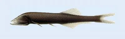 Hidden bristlemouth (Cyclothone obscura)