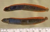 High cockscomb (Anoplarchus purpurescens)