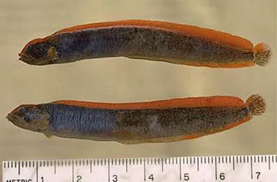 High cockscomb (Anoplarchus purpurescens)