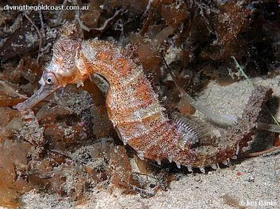 High-crown seahorse (Hippocampus procerus)