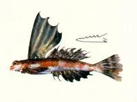 High-finned dragonet (Synchiropus rameus)