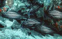 High-hat (Pareques acuminatus)