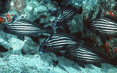 High-hat (Pareques acuminatus)