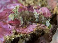 High-hat Triplefin (Enneapterygius tutuilae)