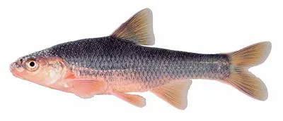 Highback chub (Hybopsis hypsinotus)