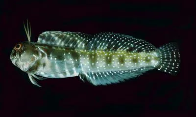 Highbrow rockskipper (Hirculops cornifer)