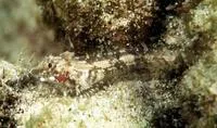 Highcrest triplefin (Enneapterygius pusillus)