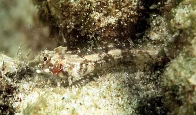 Highcrest triplefin (Enneapterygius pusillus)
