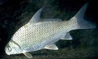Highfin carpsucker (Carpiodes velifer)