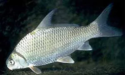 Highfin carpsucker (Carpiodes velifer)
