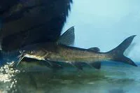 Highfin catfish (Neoarius berneyi)