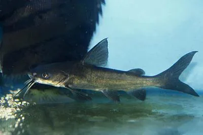 Highfin catfish (Neoarius berneyi)