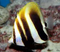 Highfin coralfish (Coradion altivelis)