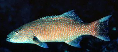 Highfin coralgrouper (Plectropomus oligacanthus)