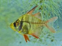 Highfin glassy perchlet (Parambassis lala)
