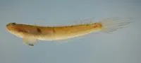 Highfin goby (Gobionellus oceanicus)