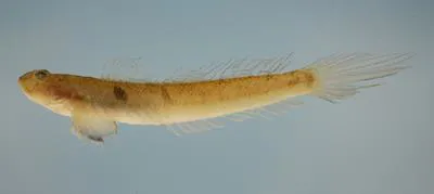 Highfin goby (Gobionellus oceanicus)