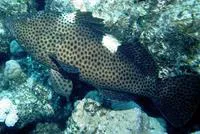 Highfin grouper (Epinephelus maculatus)