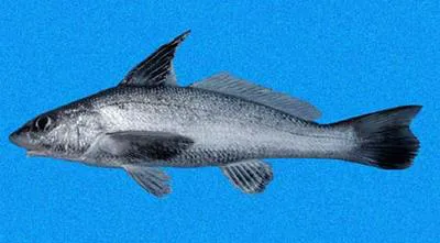 Highfin king croaker (Menticirrhus nasus)
