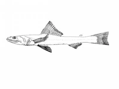 Highfin lizardfish (Bathysaurus mollis)