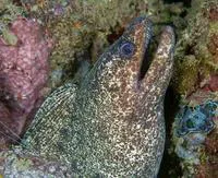 Highfin moray (Gymnothorax pseudothyrsoideus)