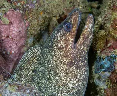 Highfin moray (Gymnothorax pseudothyrsoideus)