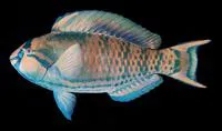 Highfin parrotfish (Scarus longipinnis)
