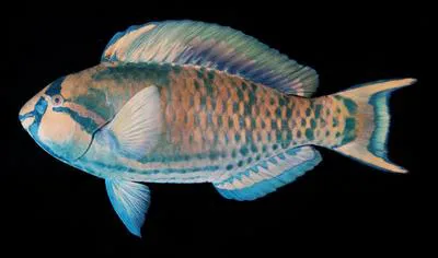 Highfin parrotfish (Scarus longipinnis)