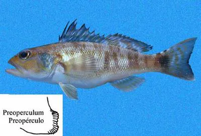 Highfin sand perch (Diplectrum labarum)