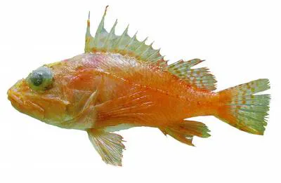 Highfin scorpionfish (Pontinus rathbuni)