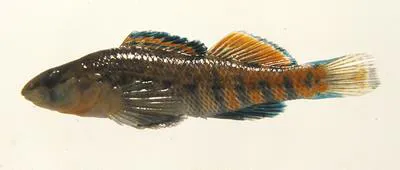 Highland Rim Darter (Etheostoma kantuckeense)