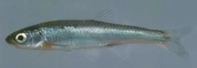 Highland shiner (Notropis micropteryx)