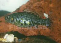 Highland splitfin (Hubbsina turneri)