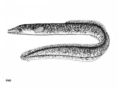 Highlands long-finned eel (Anguilla interioris)