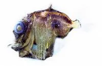 Highlight hatchetfish (Sternoptyx pseudobscura)