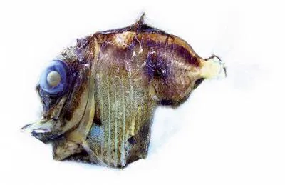 Highlight hatchetfish (Sternoptyx pseudobscura)