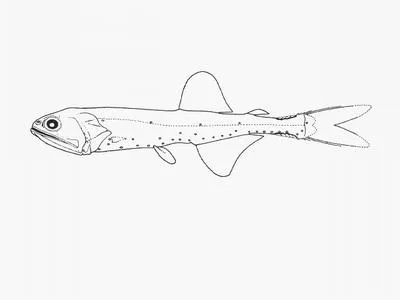 Highseas lampfish (Triphoturus nigrescens)