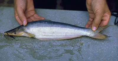 Highwaterman catfish (Hypophthalmus edentatus)