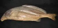 Hildebrandt's elephant-snout fish (Mormyrus hildebrandti)