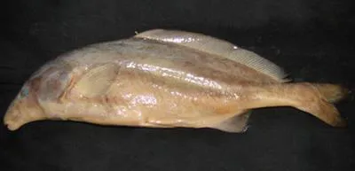 Hildebrandt's elephant-snout fish (Mormyrus hildebrandti)