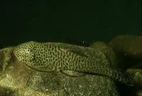 Hillstream loach (Gastromyzon punctulatus)