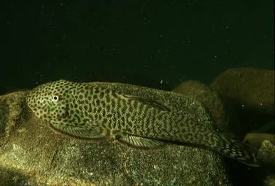 Hillstream loach (Gastromyzon punctulatus)