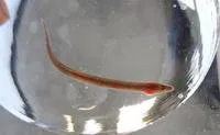 Hillstream spineless eel (Pillaia indica)