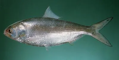 Hilsa shad (Tenualosa ilisha)