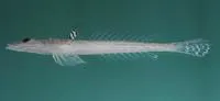 Hinds' dragonet (Callionymus hindsii)