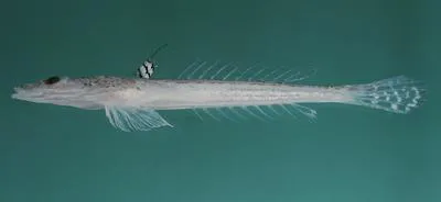 Hinds' dragonet (Callionymus hindsii)