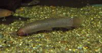 Hingemouth (Phractolaemus ansorgii)