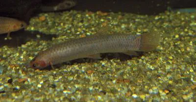 Hingemouth (Phractolaemus ansorgii)