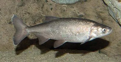 Hitch (Lavinia exilicauda)