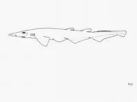 Hoary catshark (Apristurus canutus)
